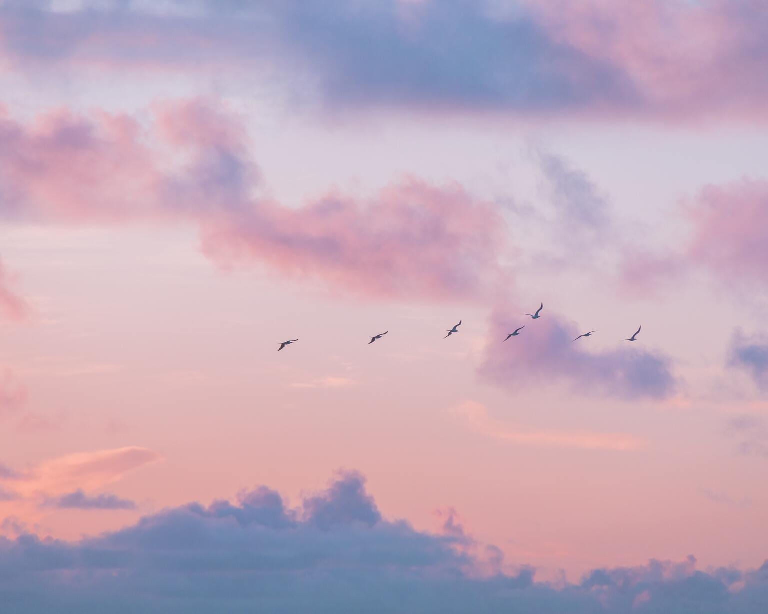 sunset pink sky with birds flying illustrating some feelings that brand archetypes can create