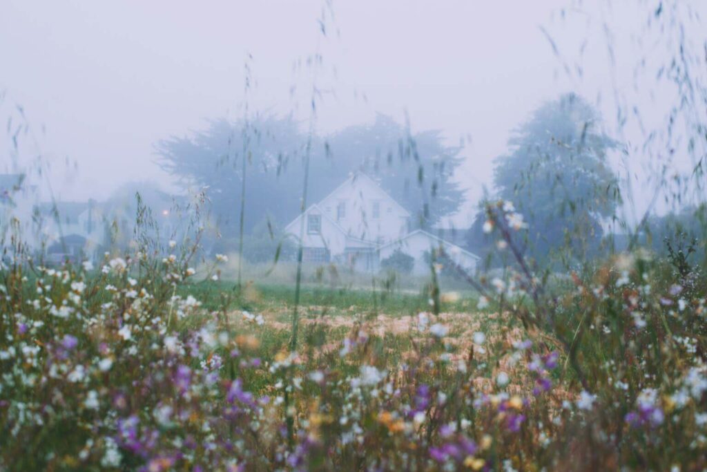 A cottage core aesthetic picture illustrating a field of lavender