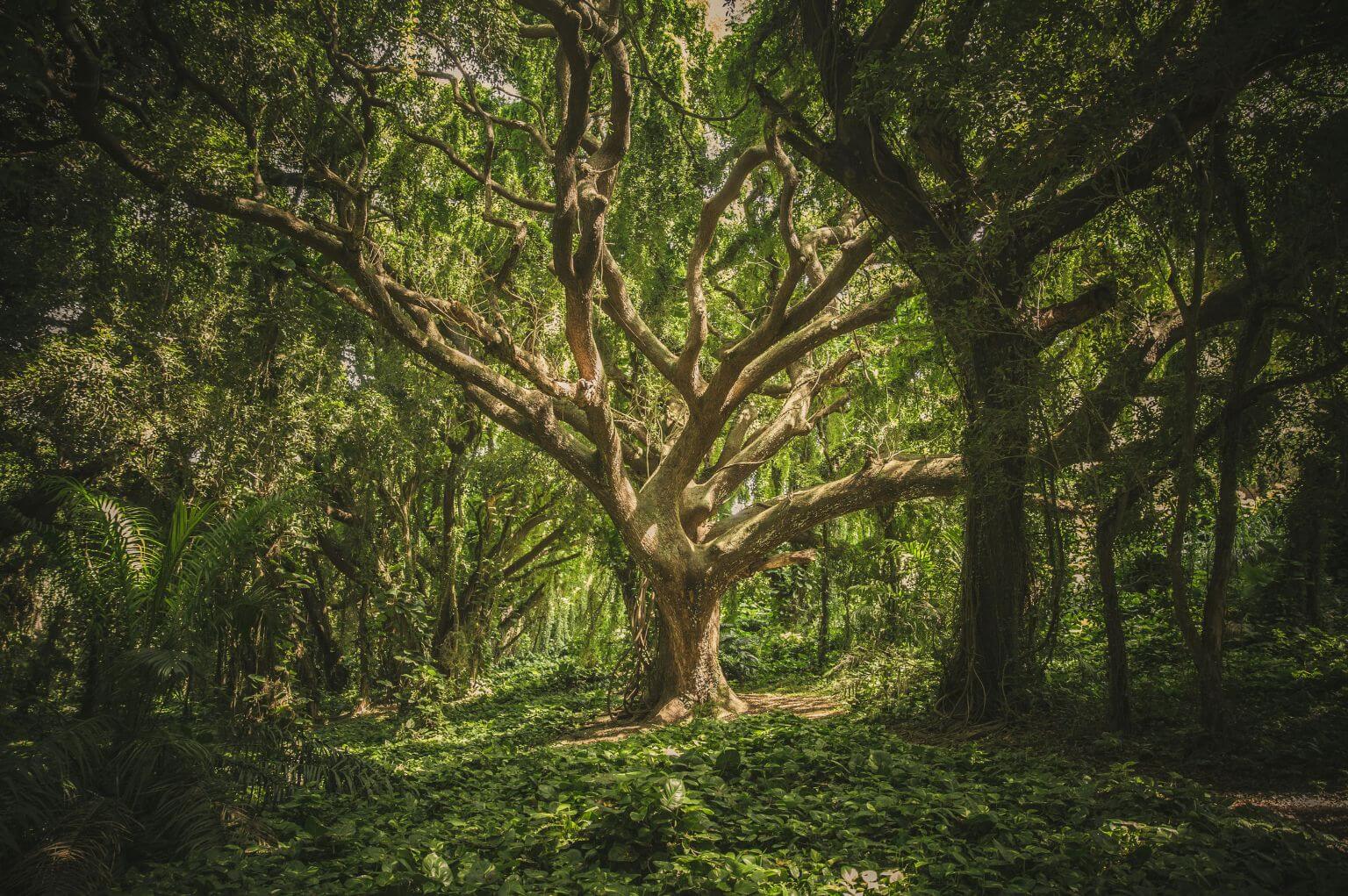 A picture of a majestic tree in a middle of a forest